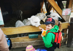Uczniowie karmią marchewką zwierzęta